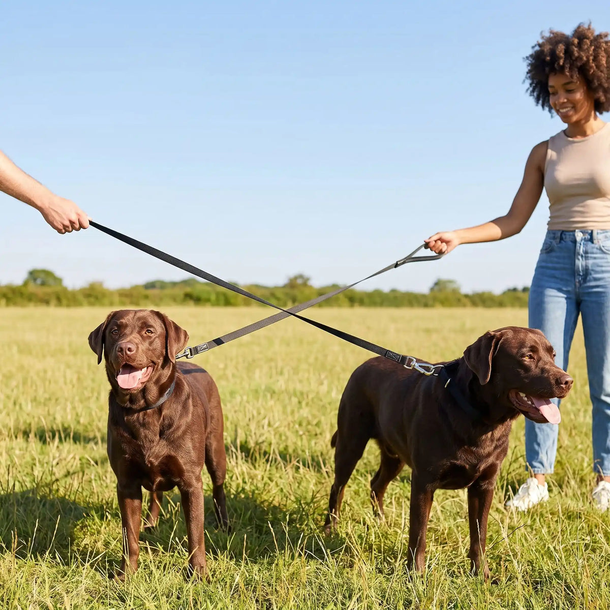 une-laisse-de-chien-ami-promenade