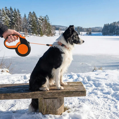 assis banc longe chien
