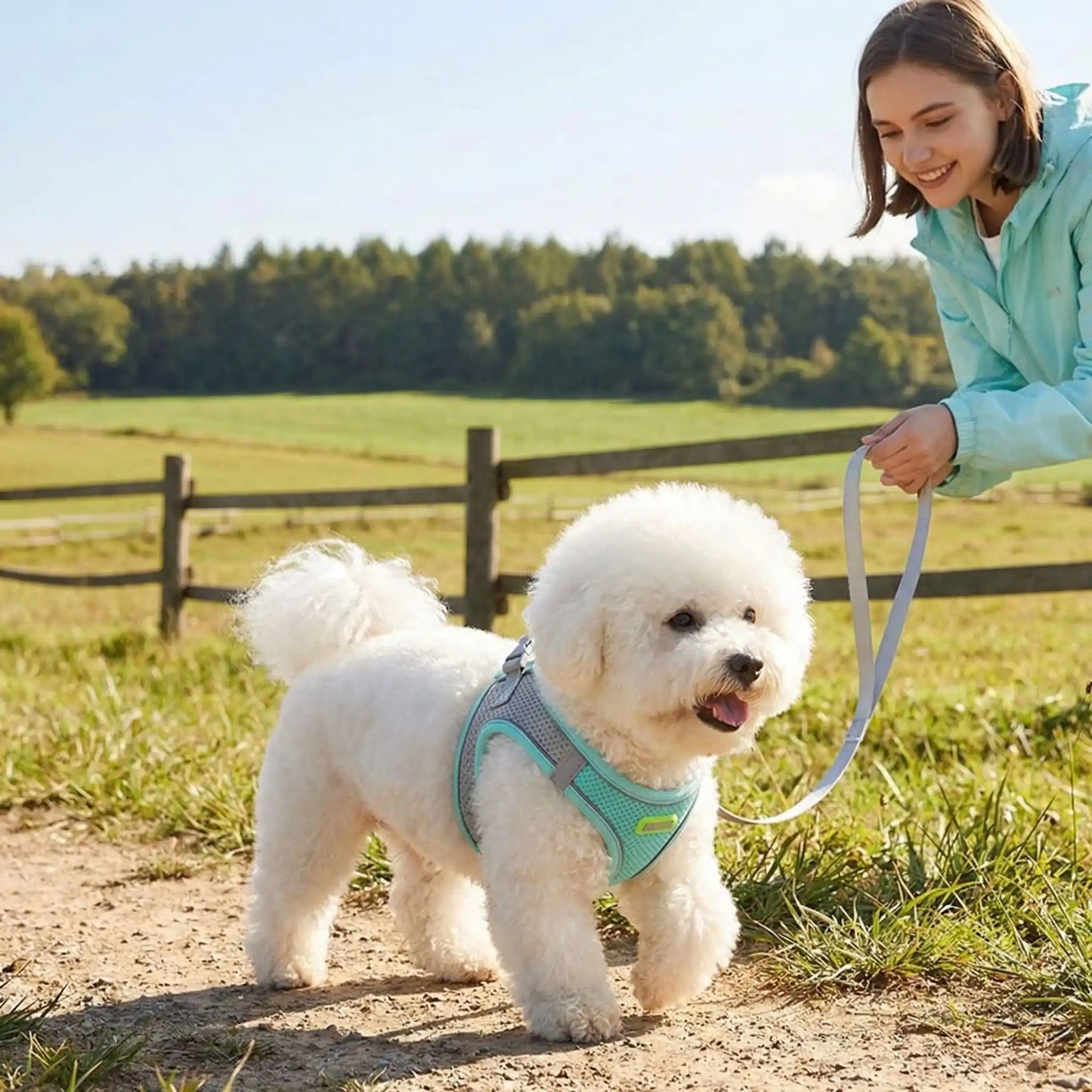 bichon harnais anti traction chien