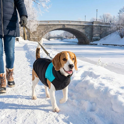 biggle manteau pour chien 