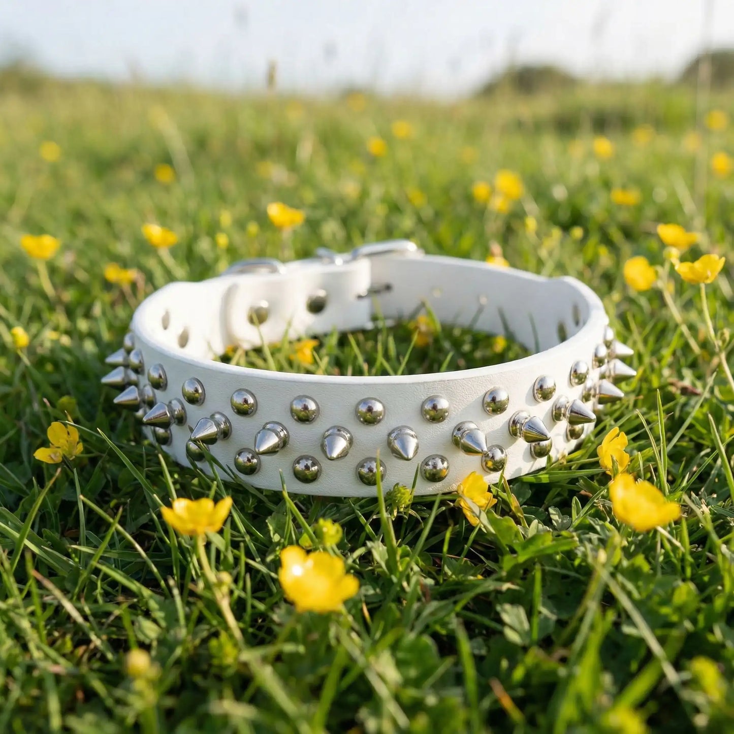 blanc collier chien piques