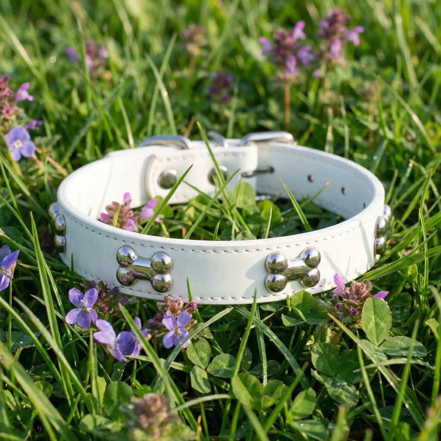 blanc collier pour chien
