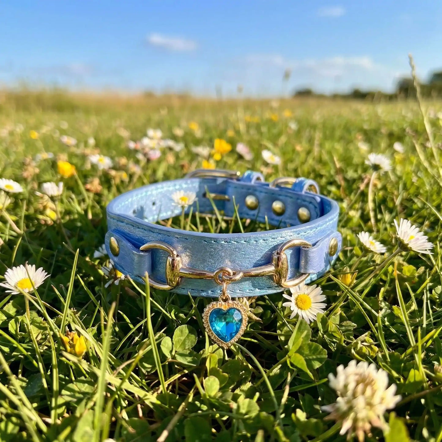 bleu collier chien coeur