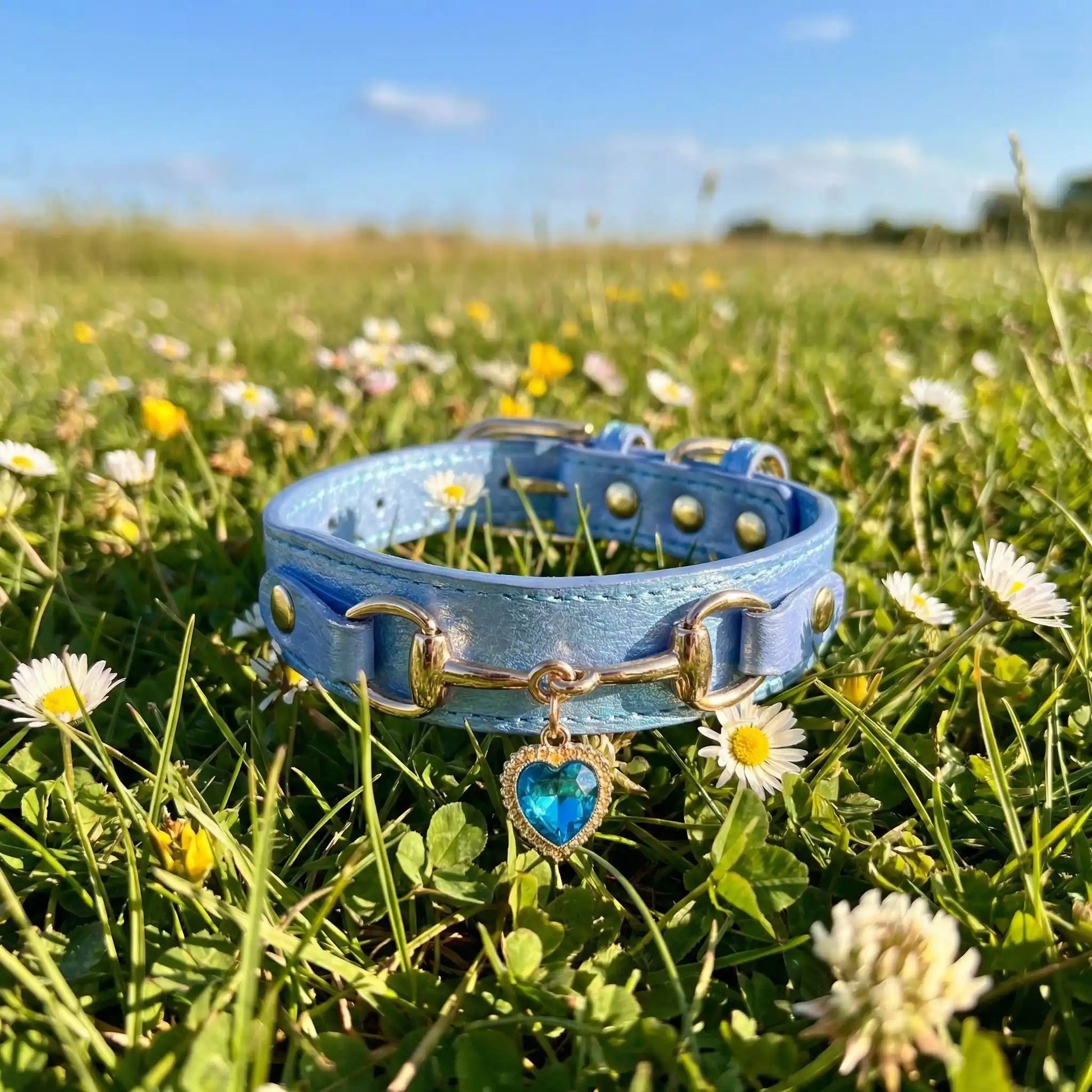 bleu collier chien coeur
