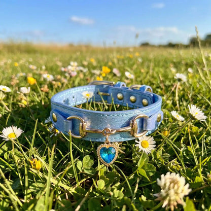 bleu collier chien coeur
