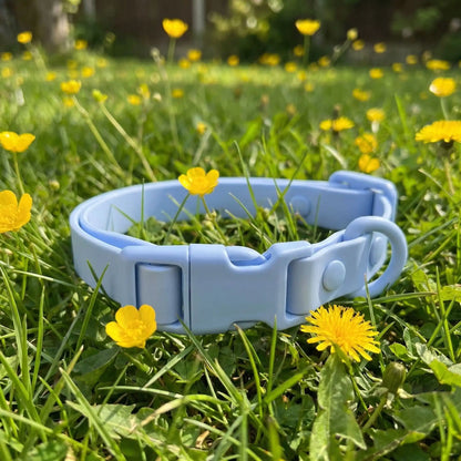 bleu collier chien herbe