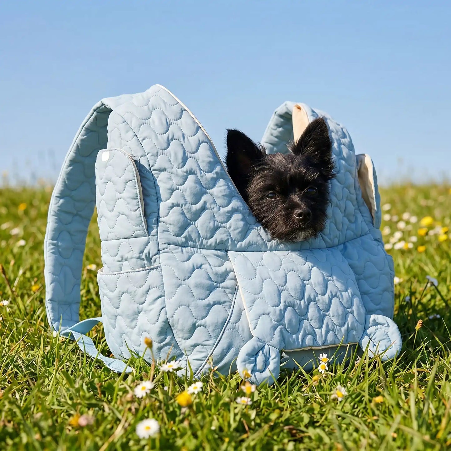 bleu sac a dos chien noir