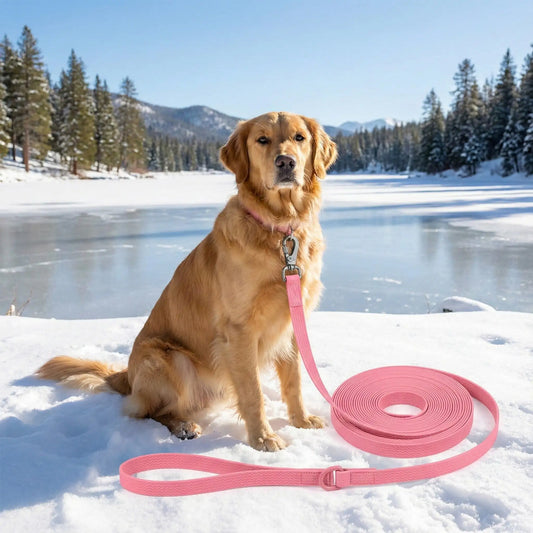 chien assis longe chiens 