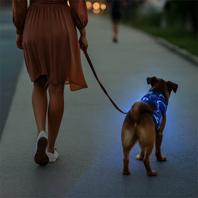 chien et son harnais pour chien dame