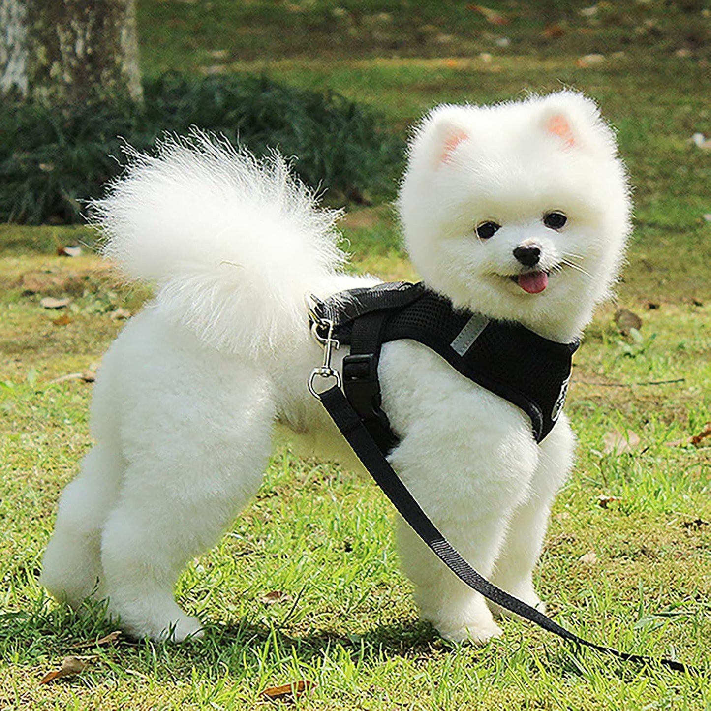 Harnais chien - Petitepate ™