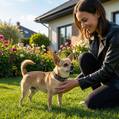 chiwawa collier chien jardin 