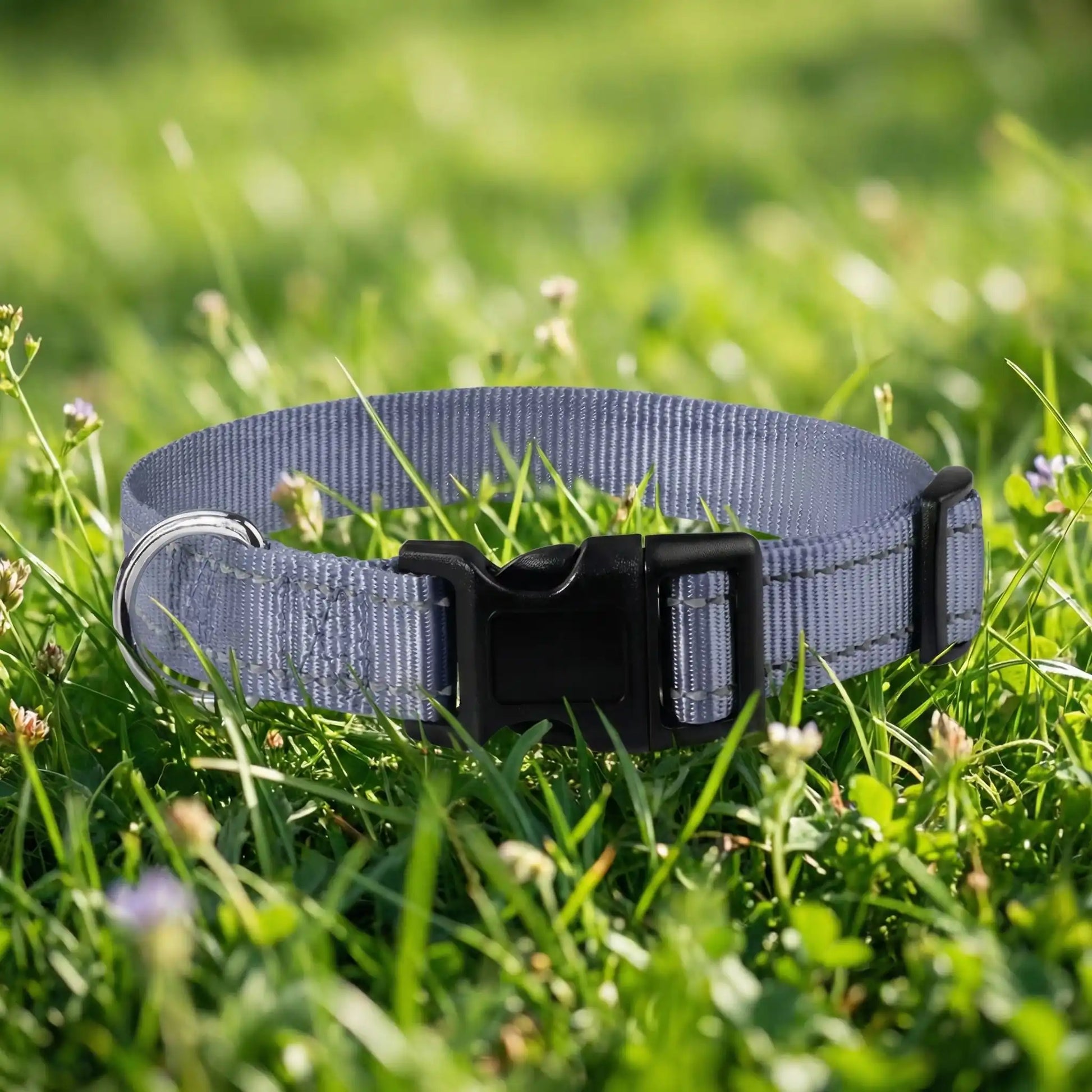 collier chien gris 