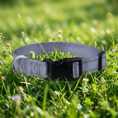 collier chien gris 