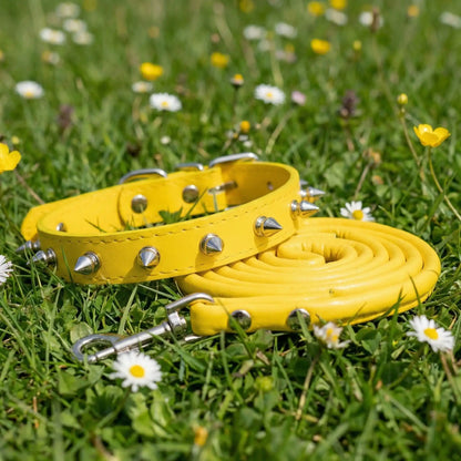 collier chien jaune laisse