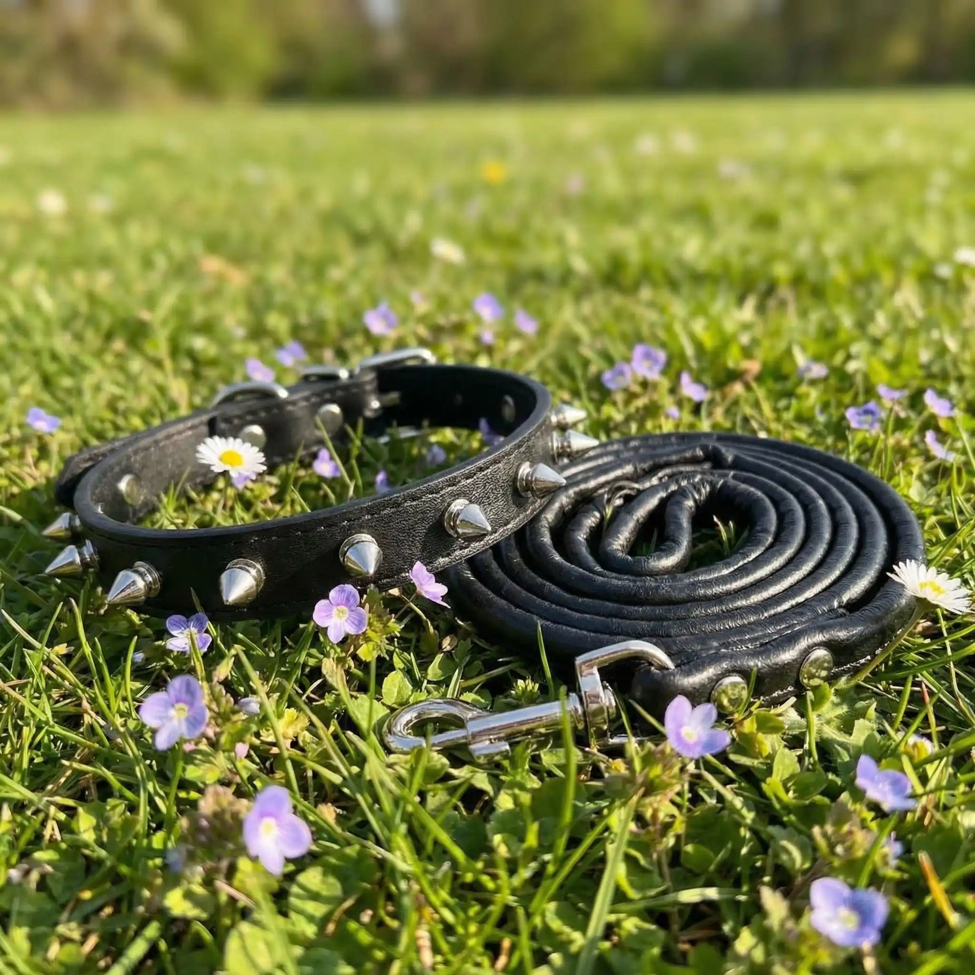 collier chien noir laisse