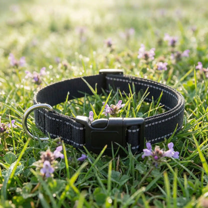 collier chien noir