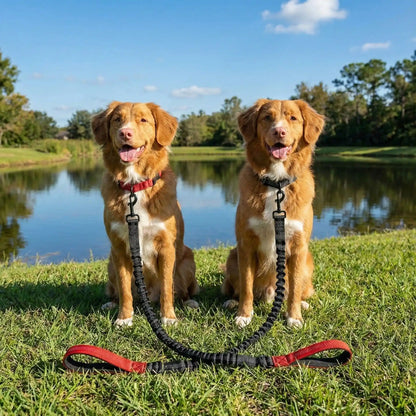 deux chien double laisse pour chien 