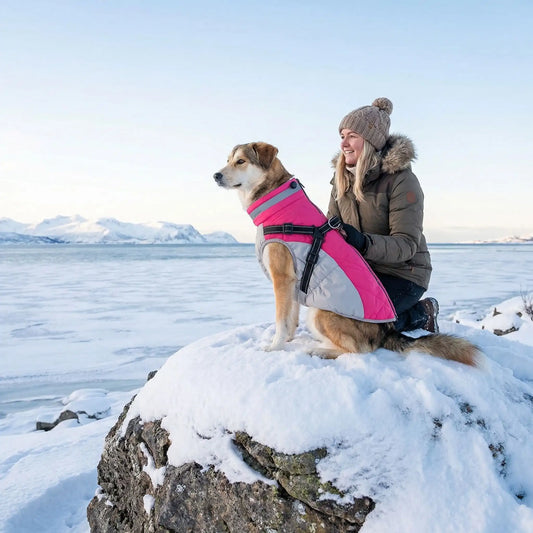 grosse pierre chien manteau 