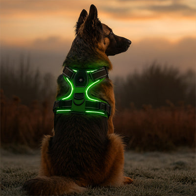 harnais chien lumineux vert nuit