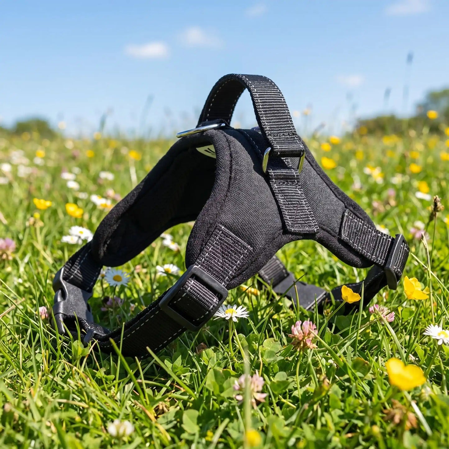 harnais pour chien noir seul 