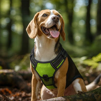 harnais pour chien vert nature