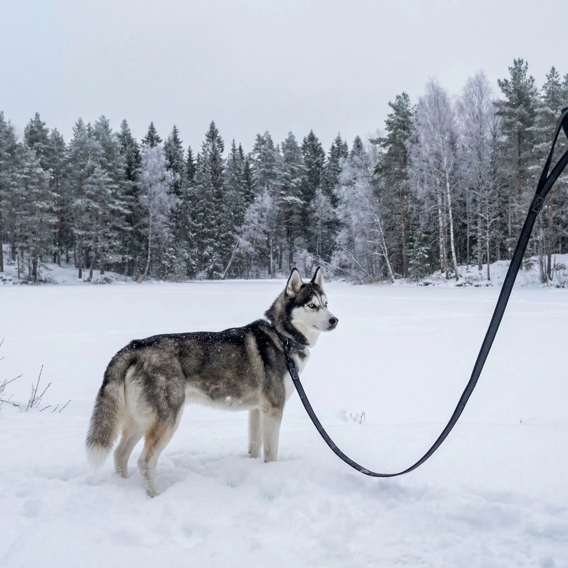 husky neige une laisse de chien