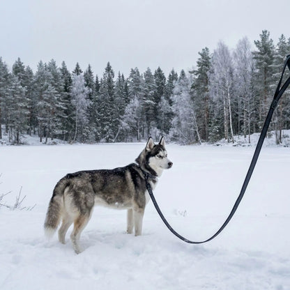 husky neige une laisse de chien