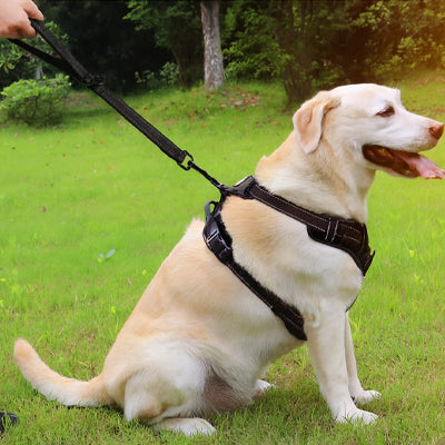 labrador assis laisse de chien