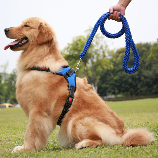laisse chien golden bleue