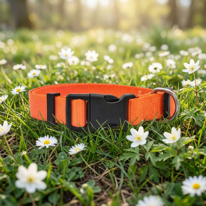 orange collier chien fleurs blanches 