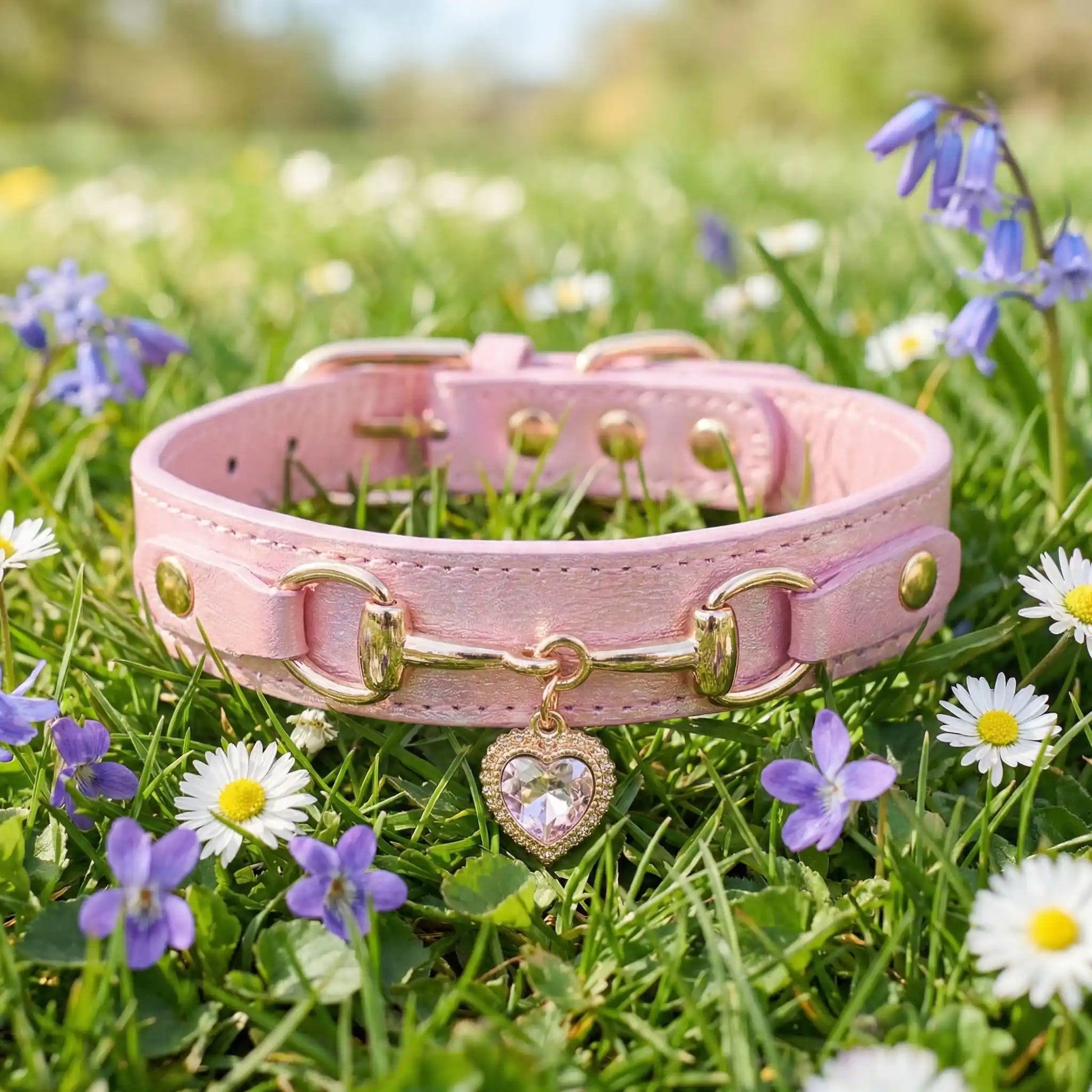 rose collier chien coeur