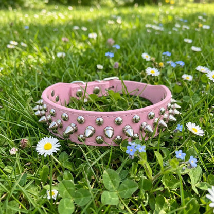 rose collier chien piques 