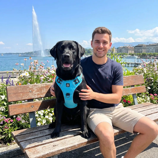 suisse chien harnais anti traction 
