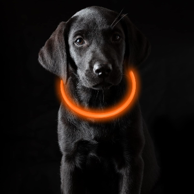 Collier Chien - DogCollarLight™ - Orange