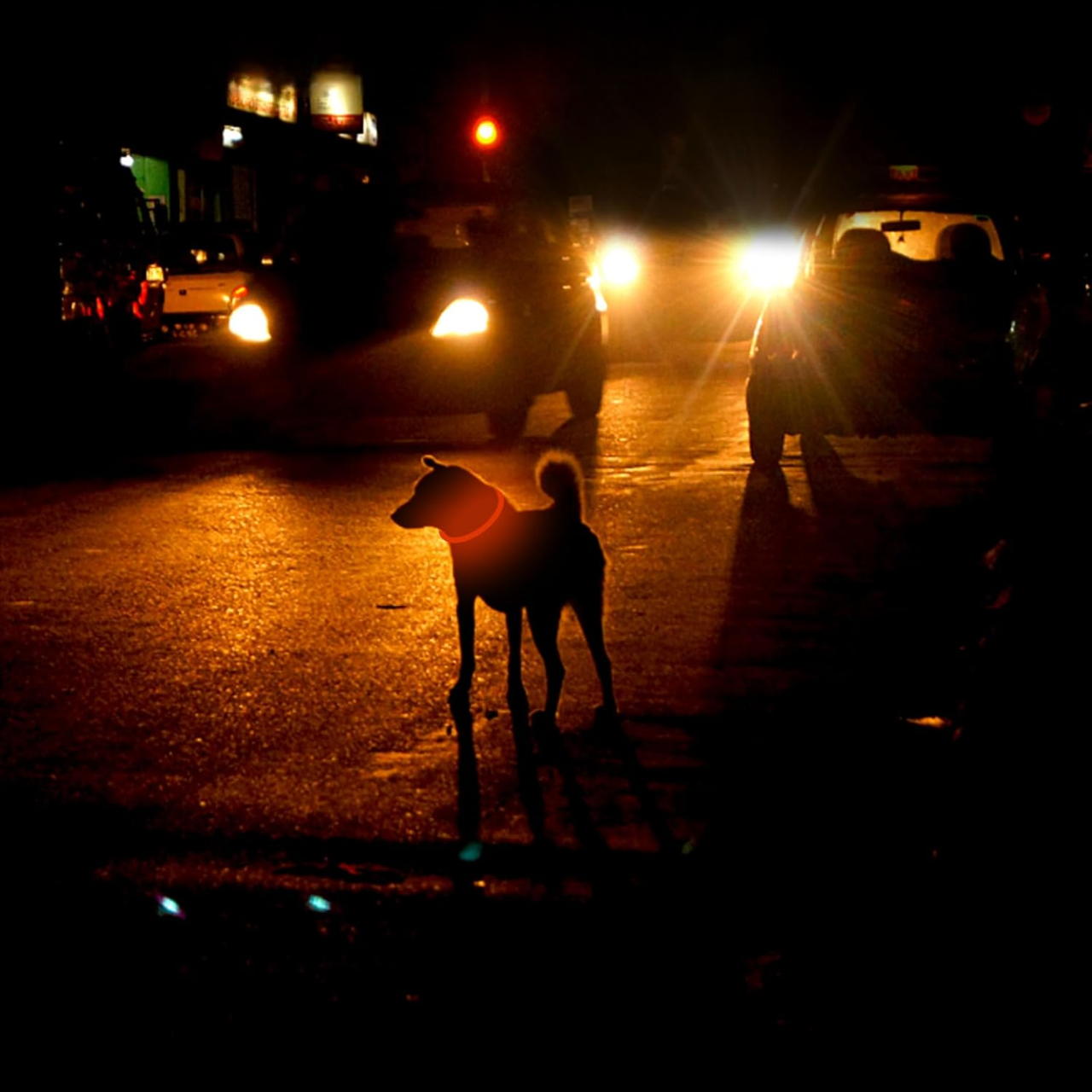 Collier Chien - DogCollarLight™ - Orange