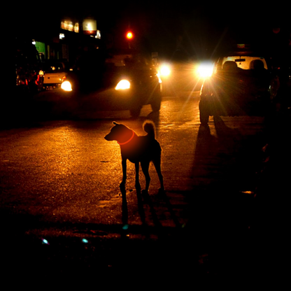 Collier Chien - DogCollarLight™ - Orange