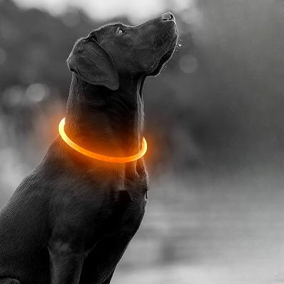 Collier Chien - DogCollarLight™ - Jaune