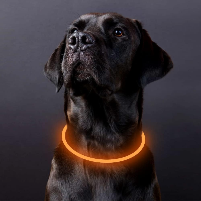 Collier Chien - DogCollarLight™ - Jaune