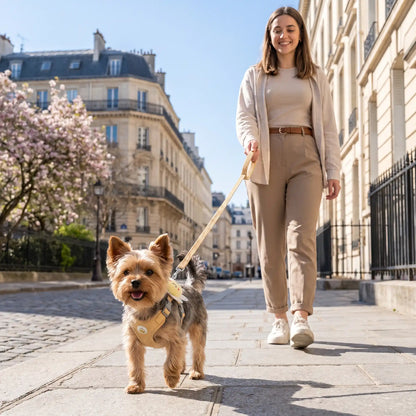 ville harnais pour petit chien 